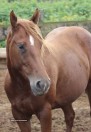 Mare and Gelding for sale - (Kahuku)