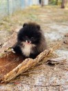 Pomeranian Puppy / puppies (Naples)