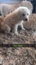 Great Pyrenees puppies (Williams)