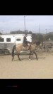 Trail horse - (Norco)