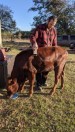 watusi & Longhorn mix, baby bull 1 year - (Edna)