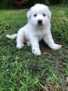Full Great Pyrenees pup (Columbia)