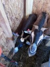 goats - (Racine)