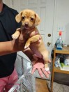 Chihuahua/Maltese mix puppies (Reno)