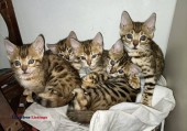Bengal cats - (La Jolla)