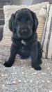 Labradoodle Puppies for Adoption - (Lennox)