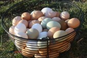 Eggs - Pastured Hens - (Chemung)