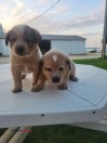 Heeler Puppies - (Winthrop)