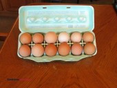 Fresh Large Brown & White Eggs. (Sarahsville)