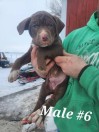 Lab mix puppies - (Minnesota Lake)