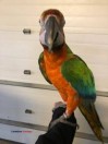 Harlequin Macaw Parrot - (Charlotte)