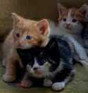 Five Kittens - Adorable