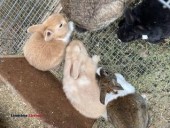 Bunny Rabbits cute as can be; 5 weeks old - (Mesilla Park, NM)