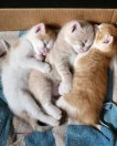 Cute Kittens - (Jackson Heights)