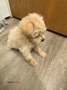 mini poodle/poochan puppy - (Sioux Falls)
