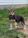 AKC German Shepherd puppies - (Auburn)