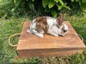 Rabbits-Pet Mini Rex - (Cleveland)