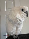 Umbrella Cockatoo - (Concord)