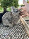 Netherland Dwarf Pedigreed Rabbits - (Sanger)