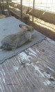 Rabbits, bunnies - (Clint)
