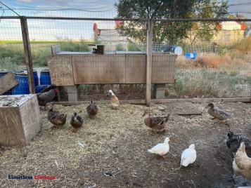 Flock Dispersal