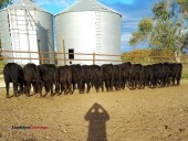 Heifers for sale (Shelbina MO (Northeast MO))