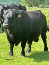 Black Angus Heifer/Cow from Registered black Angus Bull - (Waelder/Jeddo/Rosanky)
