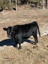 Miniature Angus Heifer- (Middle Tennessee)