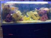 200 lbs Live Rock still in fish tank aquarium