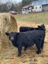 Registered Aberdeen Angus Bull - (Middle Tennessee)