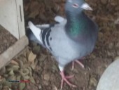 Homing Pigeons - (Snowflake)