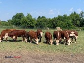Waygu/Hereford Beef Cattle (Bristol, WI)