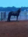 Grade Tennessee Walking Horse Mare - (Colbert, GA)