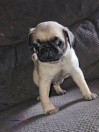 Pug puppies - (Oak forest)