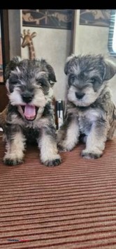 Schnauzer (Chattanooga)