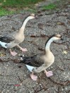 Breeding Pair of Brown Chinese Geese - (Crane Hill)