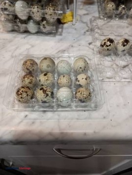 Quail eggs - (Wichita Falls)