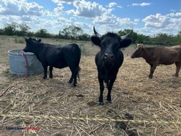 Irish Dexter Heifers - (Adkins)