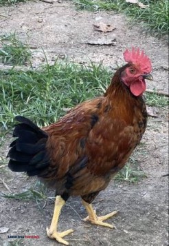 Young Roosters - (Strafford)