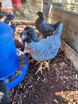 Barred rock rooster - (Leavittsburg)