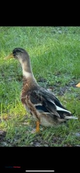 3-month-old Drakes (Male Ducks) Pekin / Welsh Harlequin Mix - (Gainesville (Windsor Area))