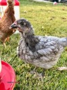 Six Week Old Pullets, Variety of Five