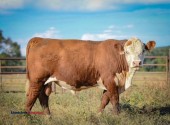 Horned and Polled Hereford Bulls for sale - (Siloam Springs, AR)