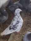 Homing Pigeons - (Snowflake)