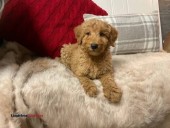 F1b labradoodles (Leitchfield)