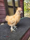 Silkies Roosters - (Leavittsburg)