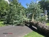 Wanted - fallen trees (Wolcottville)