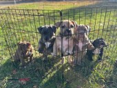 Seven week old pocket bully babies (Sacramento)