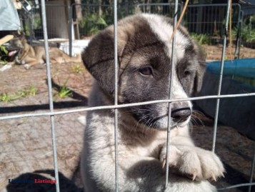 Akita Pup py Re homing