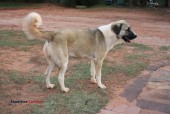 Anatolian/Pyrenees Puppies - (Abilene)